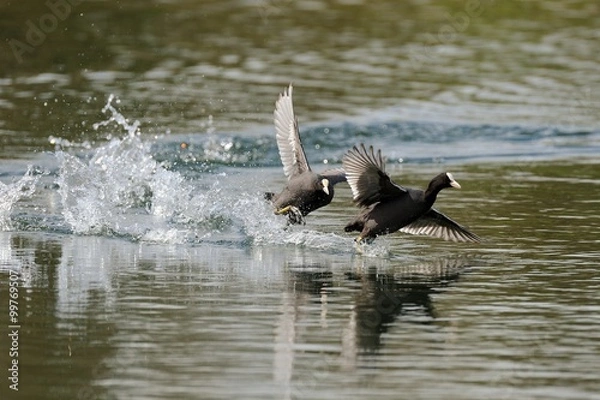 Obraz Coot (fulica)