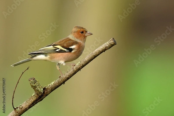 Obraz Finch (Fringilla coelebs)