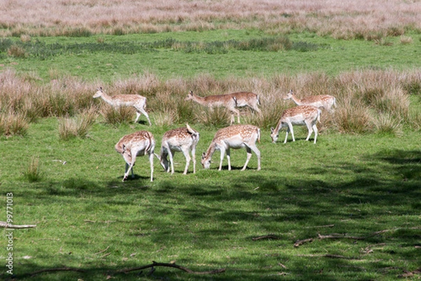 Fototapeta Fallow Deer