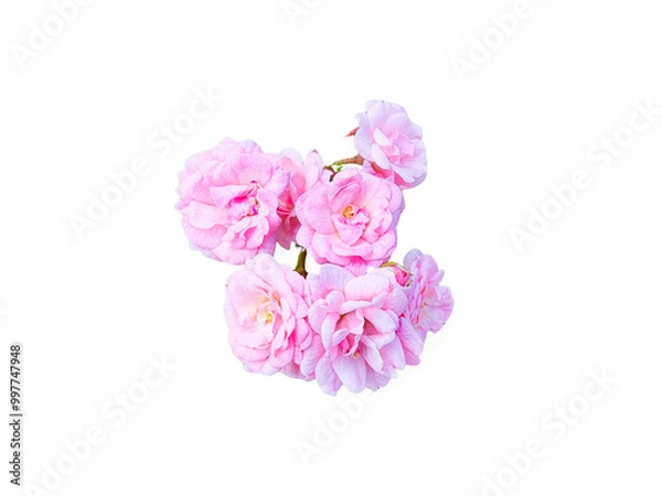Obraz Flower Image on Transparent Background