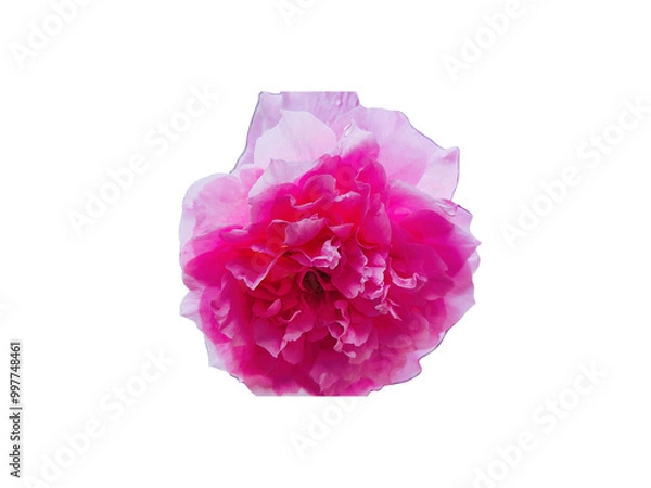 Fototapeta Flower Image on Transparent Background