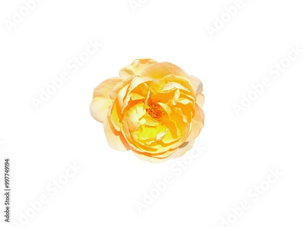 Fototapeta Flower Image on Transparent Background