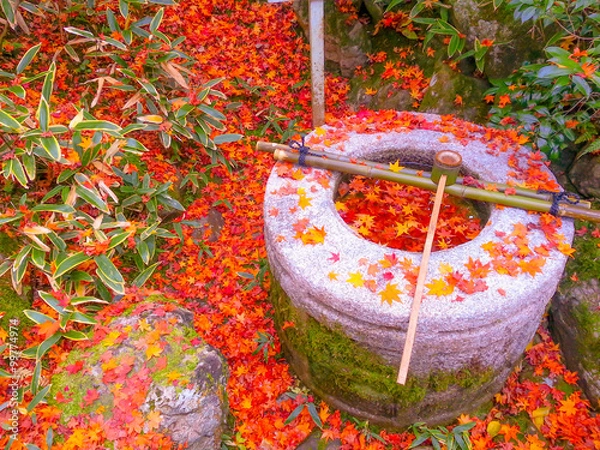 Obraz 京都の紅葉