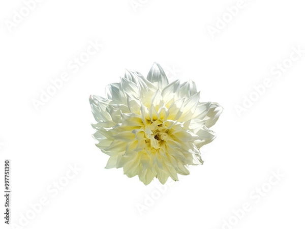 Obraz Flower Image on Transparent Background