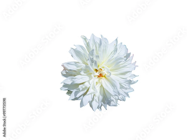 Obraz Flower Image on Transparent Background