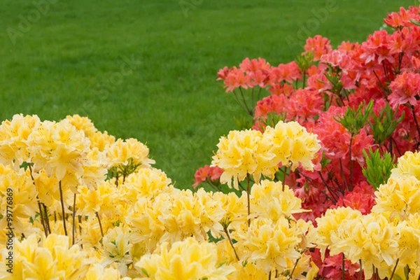 Obraz Yellow and red rhododendrons.