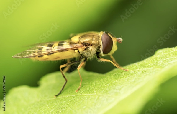 Obraz Yellow fly on green leaf.