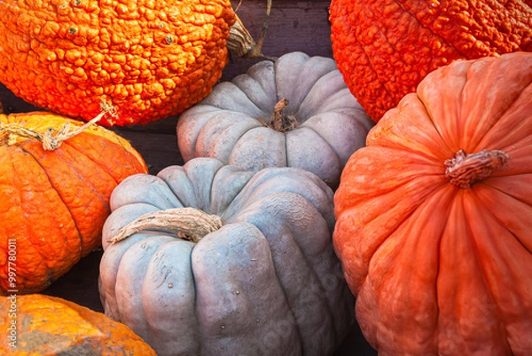 Fototapeta Close-up of pumpkins and squashes