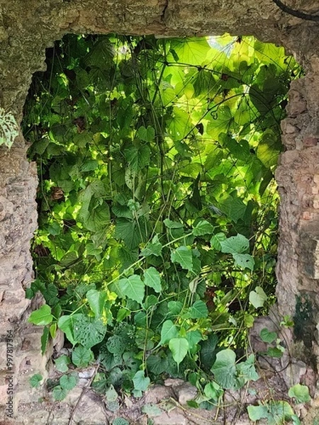 Obraz Green Trees Through a Broken Doorway