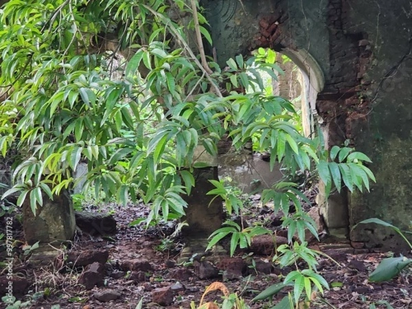 Obraz Green Trees Through a Broken Doorway