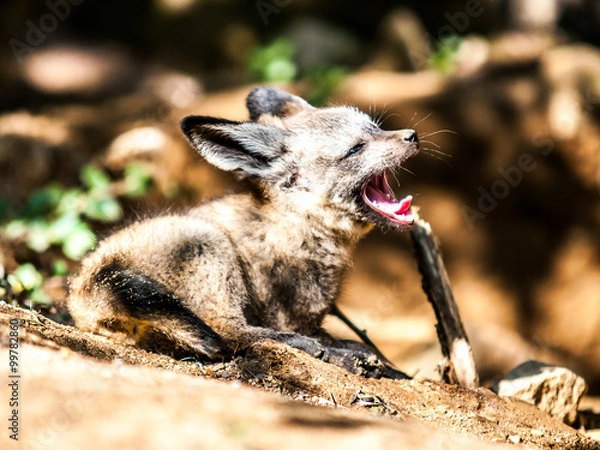 Obraz Youth prairie dog