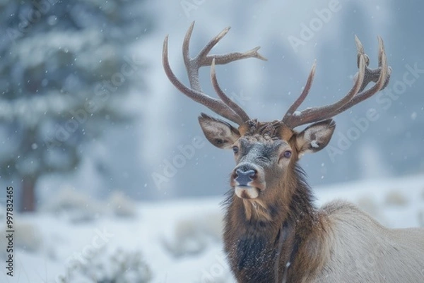 Obraz deer in the snow