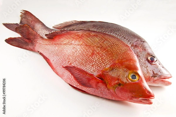 Fototapeta Two Red Snappers, white background.