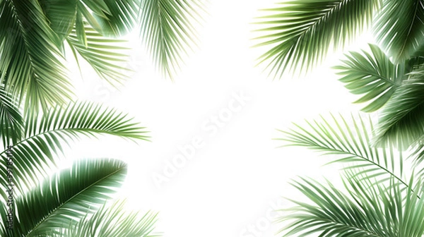 Fototapeta Tropical palm tree leaves frame isolated on white background, perfect for summer holiday designs