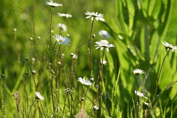 Fototapeta White Daisies