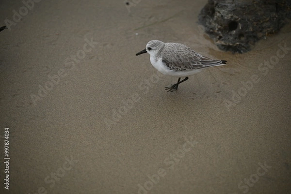 Fototapeta shorebird