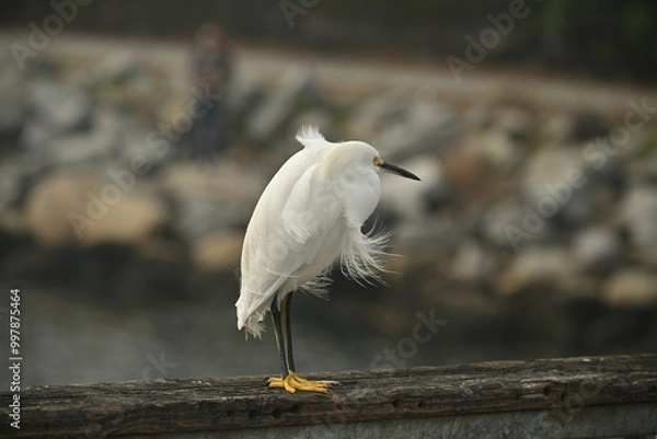 Fototapeta Egret Feathers