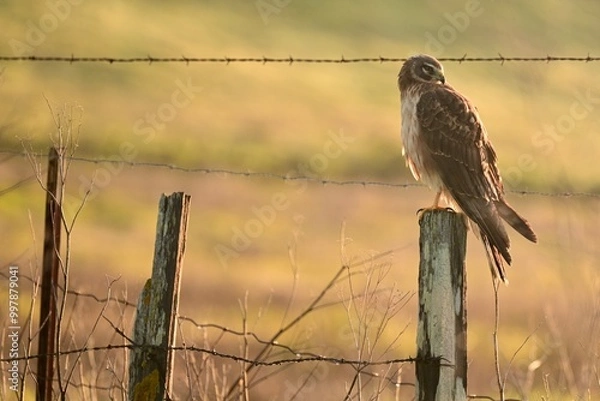 Fototapeta Perched Marsh Hawk 