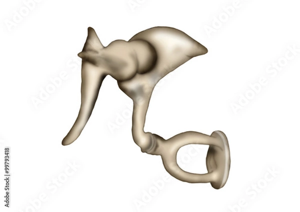 Obraz gehörknöchelchen