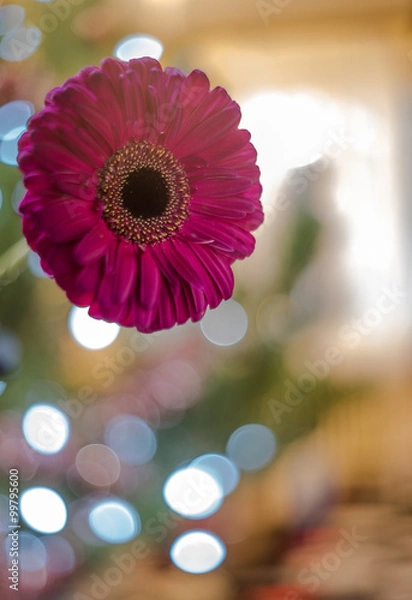 Obraz Flower with circle bokeh