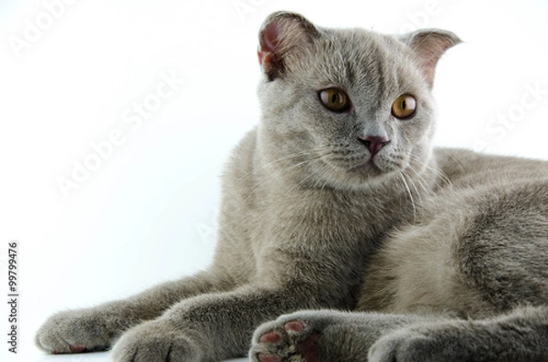 Obraz Cat on a white background