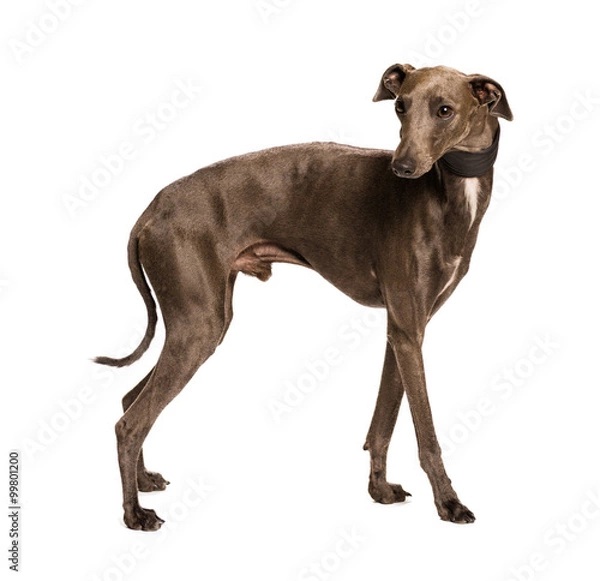 Obraz Dog on white background