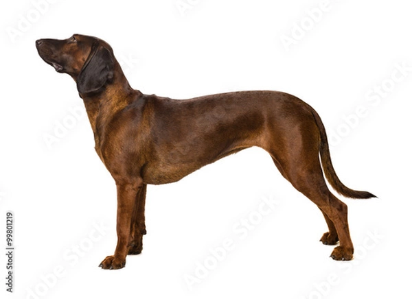 Obraz Dog on white background