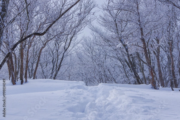 Fototapeta 雪に覆われた世界に残る足跡