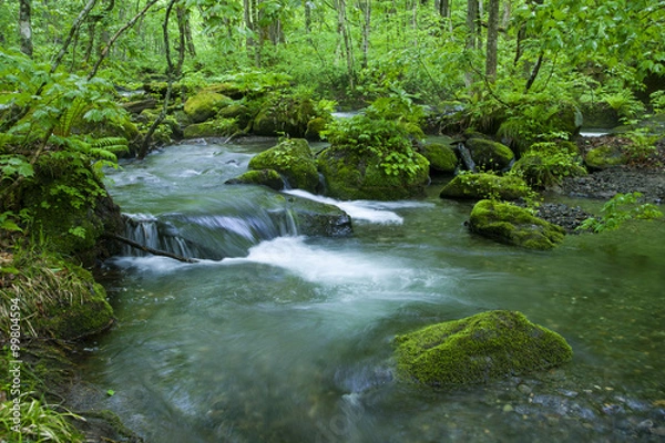 Fototapeta Stream in green forest