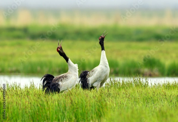 Obraz Two red-crowned crane (Grus japonensis)