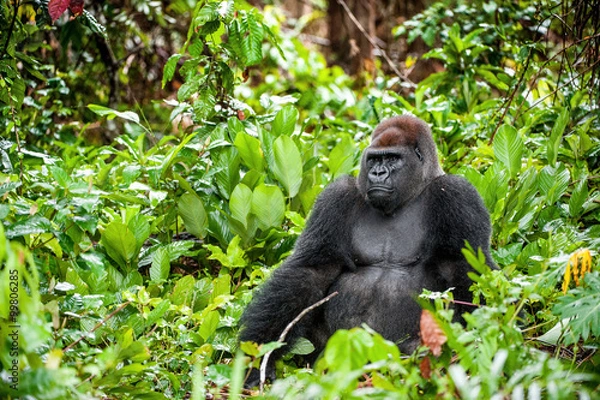 Obraz Portret zachodniego goryla nizinnego (Gorilla gorilla gorilla) zamknąć w niewielkiej odległości. Silverback - dorosły samiec goryla w rodzimym środowisku.