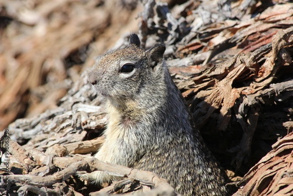Obraz Kalifornischer Ziesel
