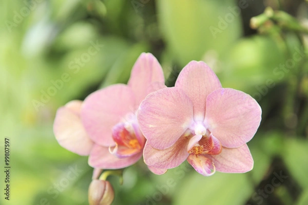 Fototapeta orange Orchid