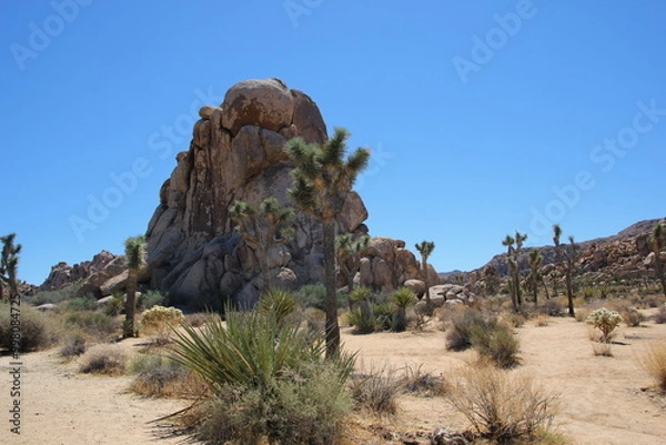 Obraz Joshua Tree Nationalpark
