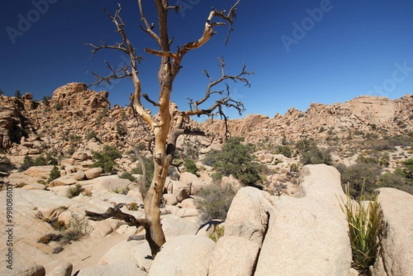 Obraz Joshua Tree Nationalpark