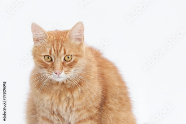 Obraz Beautiful ginger Cat looks at the camera. Kitten close-up on white background. Without people. Studio portrait of a red cat. Pet shop. Indoor cat. Copy space.  World Pet day. Pet store poster design.