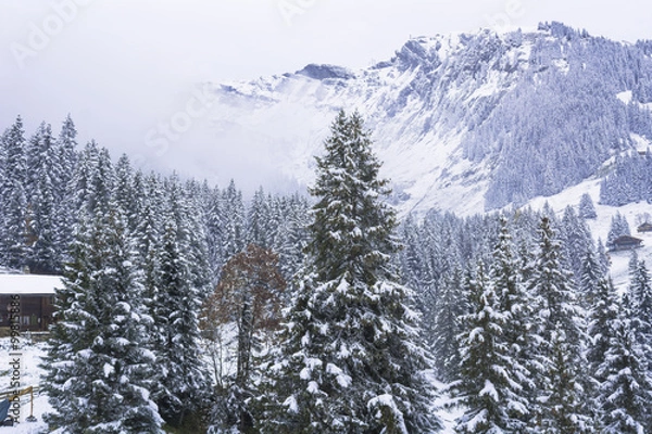 Fototapeta 初冬のグリンデルワルト