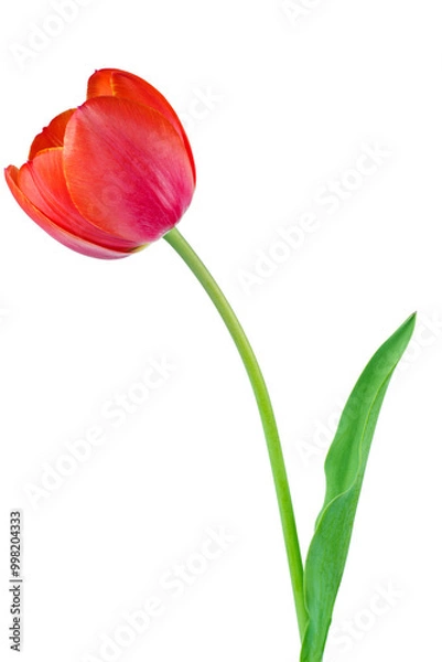 Obraz Beautiful tender spring tulip isolated on white background