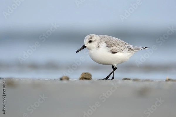 Obraz Sanderling (Calidris alba)