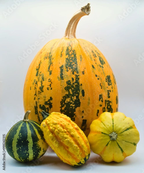 Obraz Different varieties of pumpkins on a white background