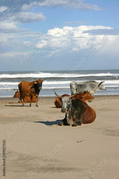 Obraz African Nguni Cows lying on a beach