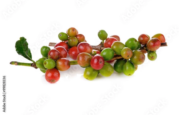 Fototapeta Coffee cherry isolate on white background