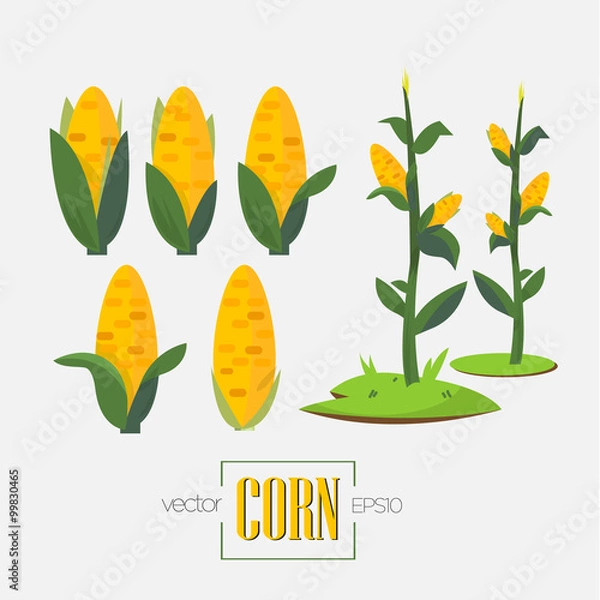 Fototapeta corns and corn tree - vector