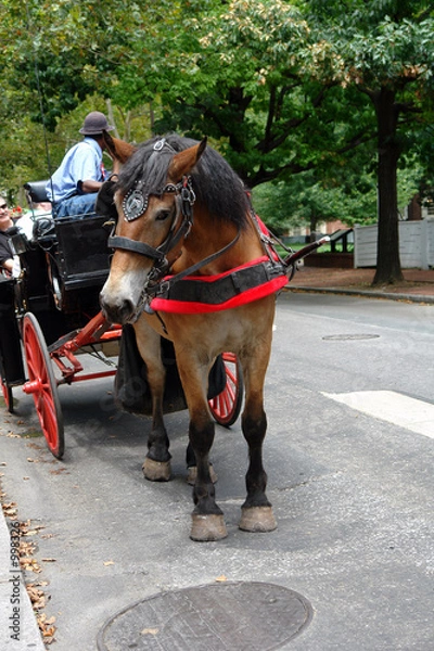 Obraz horse and buggy