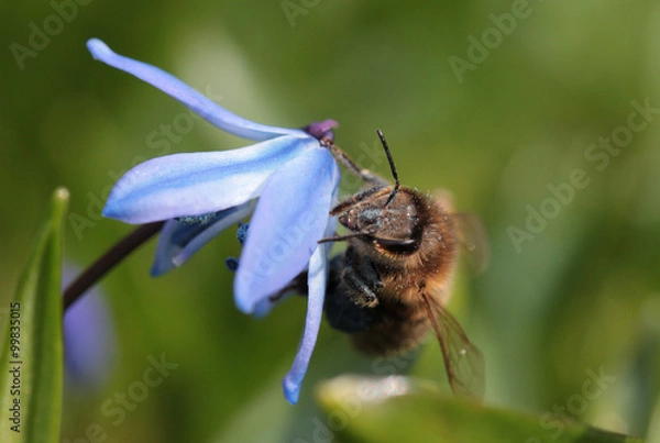 Fototapeta Biene auf Blaustern