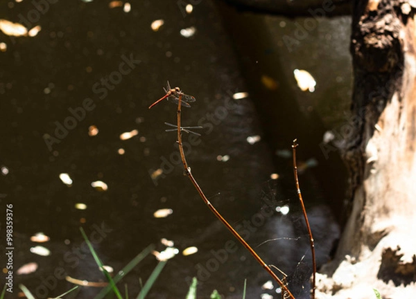 Fototapeta dragonfly on a branch