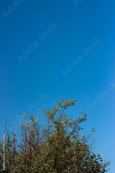 Obraz tree branches against blue sky