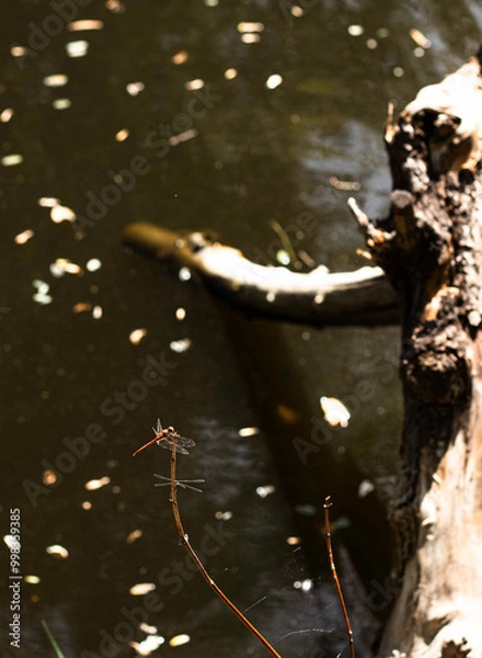 Fototapeta dragonfly on a branch