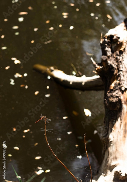 Obraz dragonfly on a branch