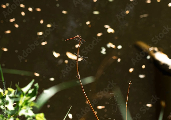Fototapeta dragonfly on a branch